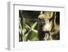 Madagascar, Andasibe, Ile Aux Lemuriens, baby Golden Bamboo Lemur.-Anthony Asael-Framed Photographic Print