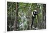 Madagascar, Andasibe, Ile Aux Lemuriens, Coquerel's Sifaka.-Anthony Asael-Framed Photographic Print