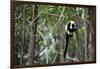 Madagascar, Andasibe, Ile Aux Lemuriens, Coquerel's Sifaka.-Anthony Asael-Framed Photographic Print