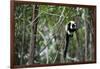 Madagascar, Andasibe, Ile Aux Lemuriens, Coquerel's Sifaka.-Anthony Asael-Framed Photographic Print