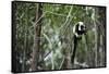 Madagascar, Andasibe, Ile Aux Lemuriens, Coquerel's Sifaka.-Anthony Asael-Framed Stretched Canvas