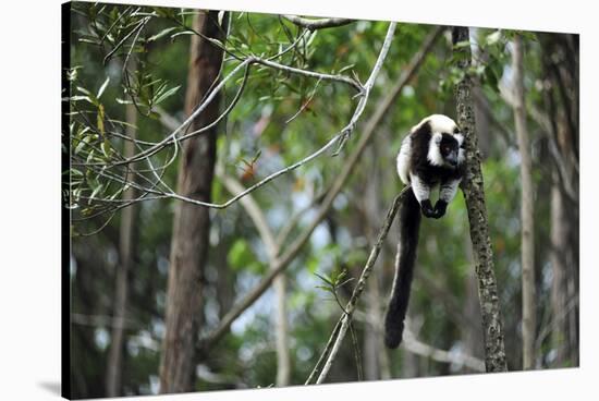 Madagascar, Andasibe, Ile Aux Lemuriens, Coquerel's Sifaka.-Anthony Asael-Stretched Canvas
