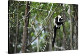 Madagascar, Andasibe, Ile Aux Lemuriens, Coquerel's Sifaka.-Anthony Asael-Stretched Canvas