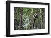 Madagascar, Andasibe, Ile Aux Lemuriens, Coquerel's Sifaka.-Anthony Asael-Framed Photographic Print