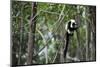 Madagascar, Andasibe, Ile Aux Lemuriens, Coquerel's Sifaka.-Anthony Asael-Mounted Photographic Print