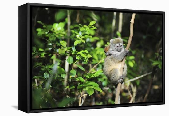 Madagascar, Andasibe, Ile Aux Lemuriens, Golden Bamboo Lemur.-Anthony Asael-Framed Stretched Canvas