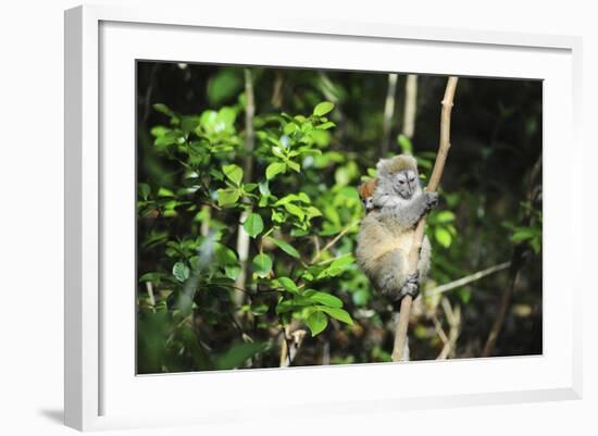 Madagascar, Andasibe, Ile Aux Lemuriens, Golden Bamboo Lemur.-Anthony Asael-Framed Photographic Print