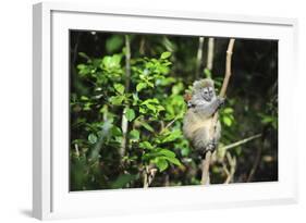 Madagascar, Andasibe, Ile Aux Lemuriens, Golden Bamboo Lemur.-Anthony Asael-Framed Photographic Print