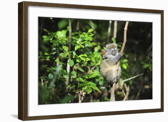 Madagascar, Andasibe, Ile Aux Lemuriens, Golden Bamboo Lemur.-Anthony Asael-Framed Photographic Print