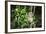 Madagascar, Andasibe, Ile Aux Lemuriens, Golden Bamboo Lemur.-Anthony Asael-Framed Photographic Print