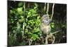 Madagascar, Andasibe, Ile Aux Lemuriens, Golden Bamboo Lemur.-Anthony Asael-Mounted Photographic Print