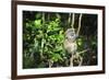 Madagascar, Andasibe, Ile Aux Lemuriens, Golden Bamboo Lemur.-Anthony Asael-Framed Photographic Print