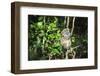 Madagascar, Andasibe, Ile Aux Lemuriens, Golden Bamboo Lemur.-Anthony Asael-Framed Photographic Print