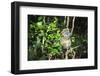 Madagascar, Andasibe, Ile Aux Lemuriens, Golden Bamboo Lemur.-Anthony Asael-Framed Photographic Print