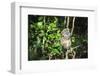 Madagascar, Andasibe, Ile Aux Lemuriens, Golden Bamboo Lemur.-Anthony Asael-Framed Photographic Print