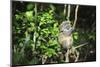 Madagascar, Andasibe, Ile Aux Lemuriens, Golden Bamboo Lemur.-Anthony Asael-Mounted Photographic Print