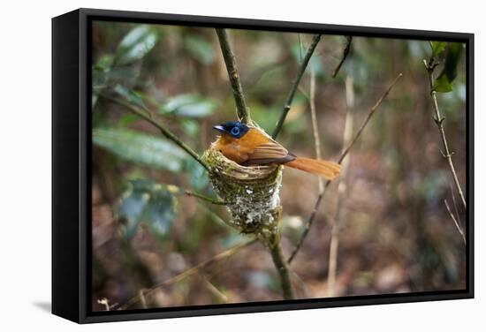 Madagascar, Andasibe. Male African Paradise Flycatcher,-Anthony Asael-Framed Stretched Canvas