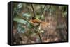 Madagascar, Andasibe. Male African Paradise Flycatcher,-Anthony Asael-Framed Stretched Canvas