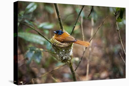 Madagascar, Andasibe. Male African Paradise Flycatcher,-Anthony Asael-Stretched Canvas