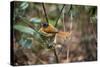 Madagascar, Andasibe. Male African Paradise Flycatcher,-Anthony Asael-Stretched Canvas