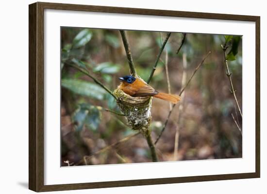 Madagascar, Andasibe. Male African Paradise Flycatcher,-Anthony Asael-Framed Photographic Print