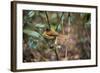 Madagascar, Andasibe. Male African Paradise Flycatcher,-Anthony Asael-Framed Photographic Print