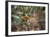 Madagascar, Andasibe. Male African Paradise Flycatcher,-Anthony Asael-Framed Photographic Print