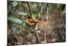 Madagascar, Andasibe. Male African Paradise Flycatcher,-Anthony Asael-Mounted Photographic Print