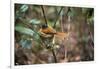 Madagascar, Andasibe. Male African Paradise Flycatcher,-Anthony Asael-Framed Photographic Print