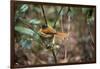 Madagascar, Andasibe. Male African Paradise Flycatcher,-Anthony Asael-Framed Photographic Print