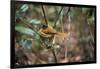 Madagascar, Andasibe. Male African Paradise Flycatcher,-Anthony Asael-Framed Photographic Print