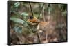 Madagascar, Andasibe. Male African Paradise Flycatcher,-Anthony Asael-Framed Stretched Canvas