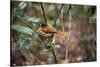 Madagascar, Andasibe. Male African Paradise Flycatcher,-Anthony Asael-Stretched Canvas