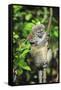 Madagascar, Andasibe, Mother and baby Golden Bamboo Lemur.-Anthony Asael-Framed Stretched Canvas