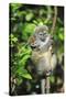 Madagascar, Andasibe, Mother and baby Golden Bamboo Lemur.-Anthony Asael-Stretched Canvas