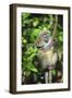 Madagascar, Andasibe, Mother and baby Golden Bamboo Lemur.-Anthony Asael-Framed Photographic Print