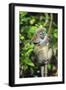 Madagascar, Andasibe, Mother and baby Golden Bamboo Lemur.-Anthony Asael-Framed Photographic Print