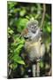 Madagascar, Andasibe, Mother and baby Golden Bamboo Lemur.-Anthony Asael-Mounted Photographic Print