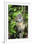 Madagascar, Andasibe, Mother and baby Golden Bamboo Lemur.-Anthony Asael-Framed Photographic Print