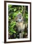 Madagascar, Andasibe, Mother and baby Golden Bamboo Lemur.-Anthony Asael-Framed Photographic Print