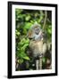 Madagascar, Andasibe, Mother and baby Golden Bamboo Lemur.-Anthony Asael-Framed Photographic Print