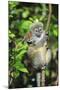 Madagascar, Andasibe, Mother and baby Golden Bamboo Lemur.-Anthony Asael-Mounted Photographic Print