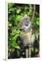 Madagascar, Andasibe, Mother and baby Golden Bamboo Lemur.-Anthony Asael-Framed Photographic Print