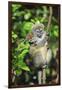 Madagascar, Andasibe, Mother and baby Golden Bamboo Lemur.-Anthony Asael-Framed Photographic Print