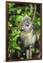 Madagascar, Andasibe, Mother and baby Golden Bamboo Lemur.-Anthony Asael-Framed Photographic Print