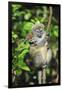 Madagascar, Andasibe, Mother and baby Golden Bamboo Lemur.-Anthony Asael-Framed Photographic Print