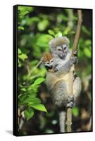 Madagascar, Andasibe, Mother and baby Golden Bamboo Lemur.-Anthony Asael-Framed Stretched Canvas