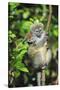 Madagascar, Andasibe, Mother and baby Golden Bamboo Lemur.-Anthony Asael-Stretched Canvas