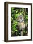 Madagascar, Andasibe, Mother and baby Golden Bamboo Lemur.-Anthony Asael-Framed Photographic Print