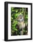 Madagascar, Andasibe, Mother and baby Golden Bamboo Lemur.-Anthony Asael-Framed Photographic Print